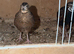 Harlequin quails pair