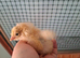 Orpington chicks