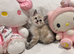 Snow Bengal British shorthair kitten!