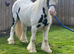 Gypsy cob gelding