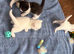VET CHECKED British Short hair kittens BSH