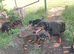 Lovely Euro Doberman pups