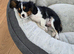 KC CAVALIER KING CHARLES TRI GIRL AVAILABLE