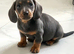 Miniature dachshund, little girl