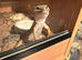 Male Lepord gecko