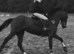 9yr old Bay pacer gelding