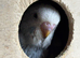 Beautiful Baby Budgies