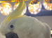 Medium sulphur crested cockatoo