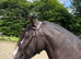 Stunning part bred Welsh cob 3yo filly