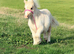 Registered miniature Shetland