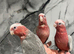 Hand-Rearing Baby Friendly Super Tame Cuddly Galah Cockatoo Parrot,2