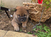 .japan shiba inu
