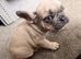 French bull dog