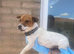 Traditional miniature Jack Russell