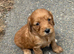 Red cockerpoo pups