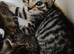 Kittens for sale to good homes (READY TO GO 6TH JUNE)