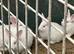 Baby rabbits