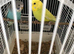 Split black face budgie