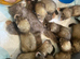 Hand reared litter