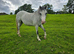 Registered Welsh sec A filly Born 2022