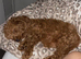 Female cockapoo