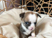 Chihuahua puppies