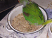 Alexandrine parrots