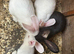 Continental Giant rabbits