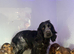 Beautiful show Cocker puppies available