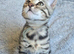 Kitten