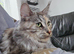 Amaria/breeding pair