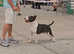 Top pedigree in UK & arround the world