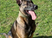 Belgian malinois pups