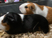 Guinea pigs for sale