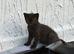 Beautiful kittens ready now