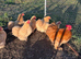 Lemon cuckoo pekin bantam hatching eggs