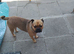 Pug x French bulldog