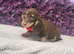 Beautiful Miniature Dachshund Puppies Ready Now