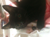 Kitty-kitty!