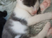 Light grey/white tortoise shell male kitten