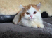 Two remaining lovely Highland straight kittens available