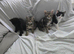 The kittens