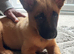 Belgian malinois