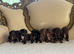 Dapple dachshund