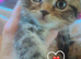 Stunning mixed breed tabby British blue kittens