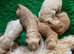 Beautiful F1b Cavapoochon Puppies