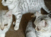 British Shorthair silver spotted and silver shaded kittens