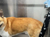 Rehoming 3 year old Akita