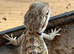 Baby bearded dragons