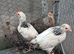 Legbar & Light Sussex pullets 8 weeks old